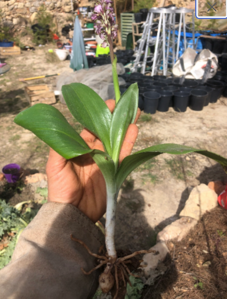 Giant Orchid Himantoglossum robertianum 1 bulb