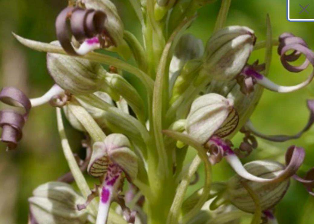 Himantoglossum hircinum, the lizard orchid bulbs or seed pods, ground orchid, animal pest control