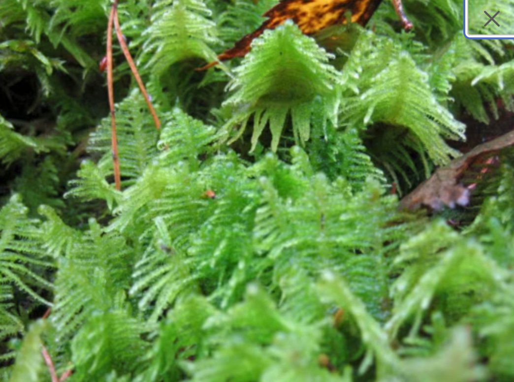 Terrarium moss Ptilium crista-castrensis with Phytosanitary certification and Passport, grown by moss supplier