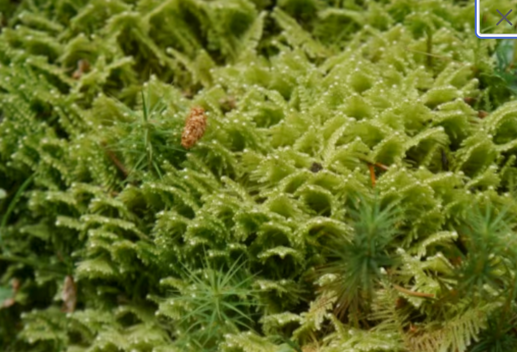 Terrarium moss Ptilium crista-castrensis with Phytosanitary certification and Passport, grown by moss supplier