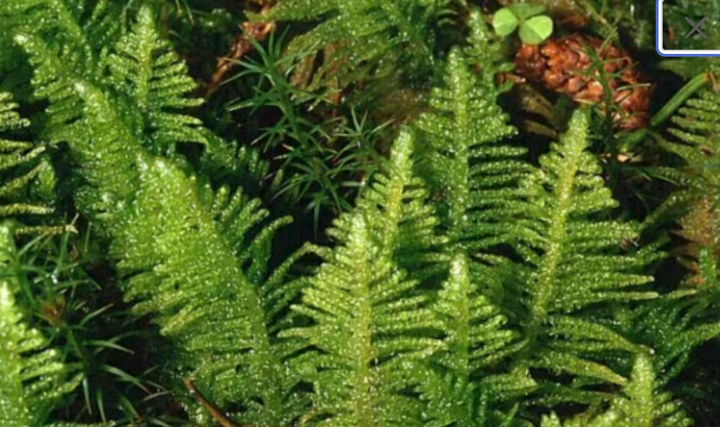 Terrarium moss Ptilium crista-castrensis with Phytosanitary certification and Passport, grown by moss supplier