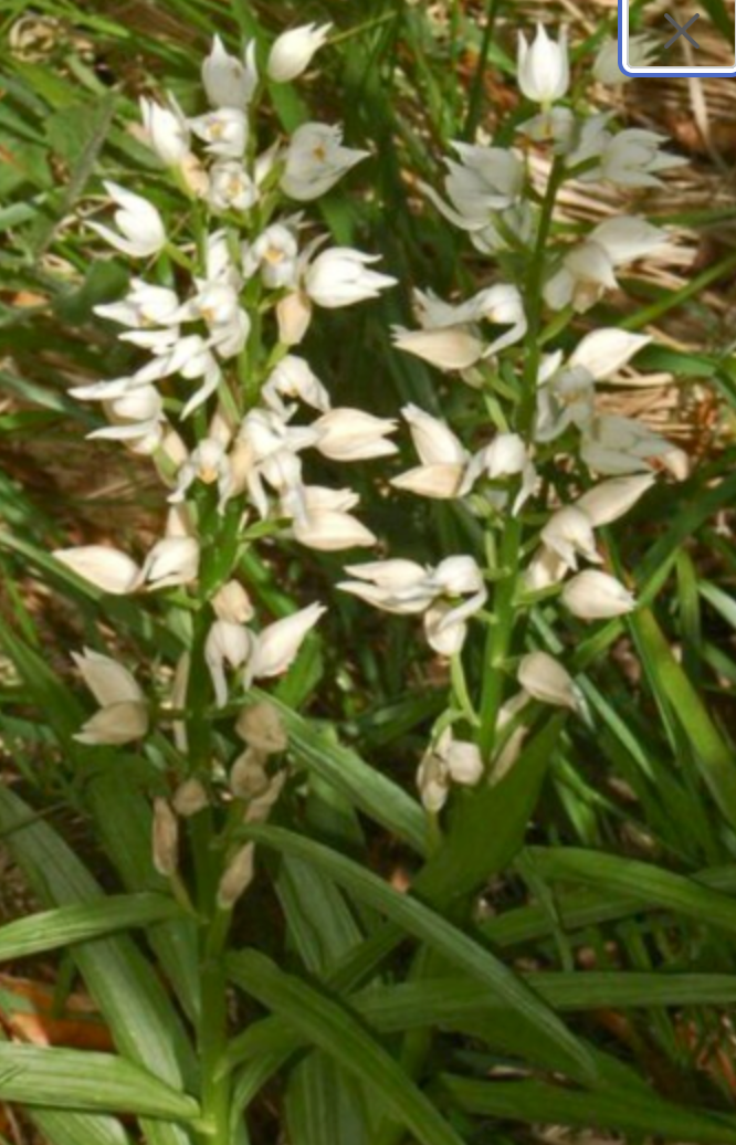 Cephalanthera longifolia rhizome