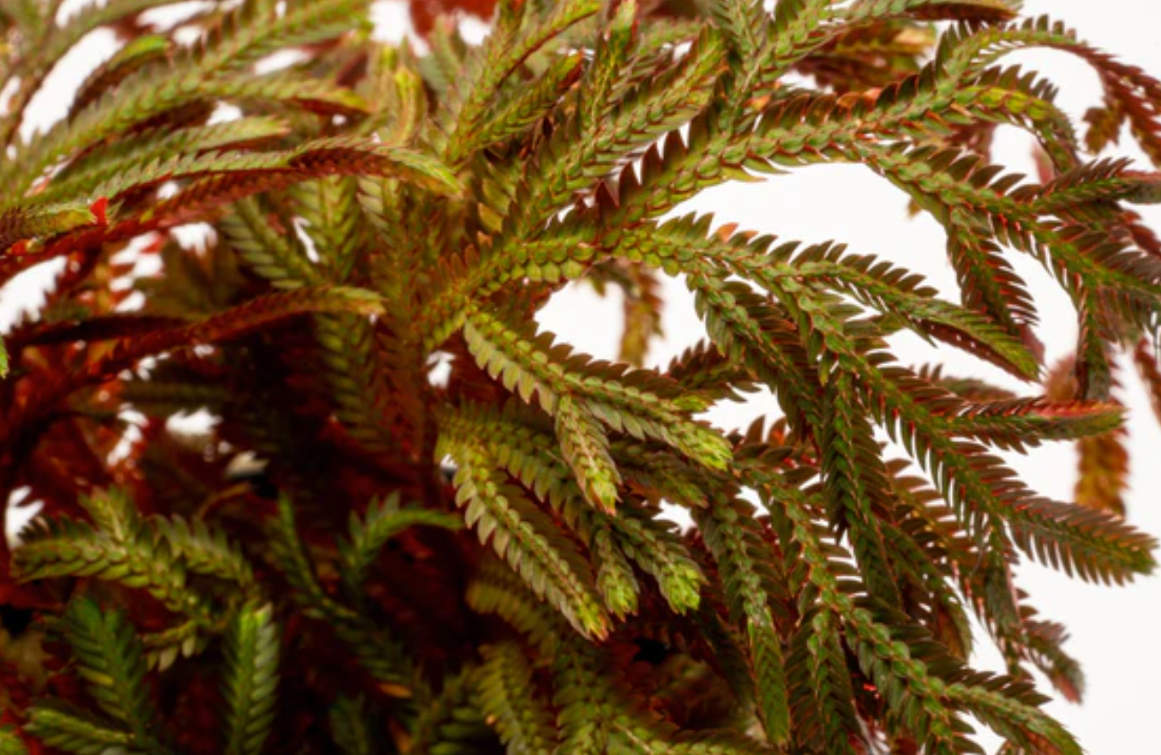 selaginella erythropus sanguinea rare spikemoss from South America with red undersides and upright growth.