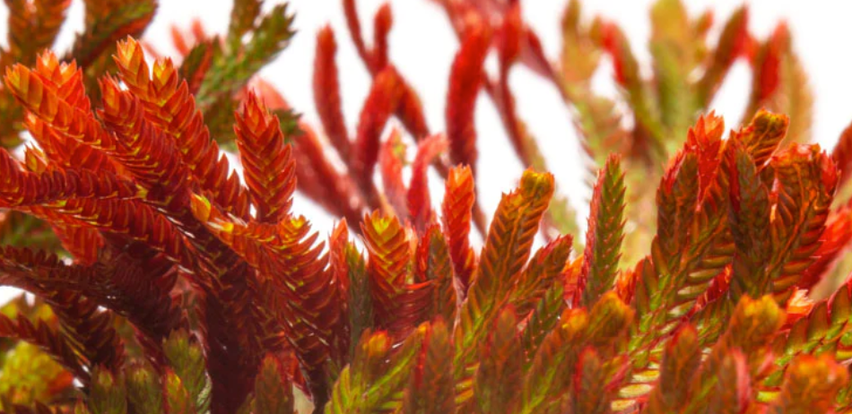 selaginella erythropus sanguinea rare spikemoss from South America with red undersides and upright growth.