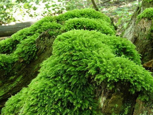 Terrarium Fern Moss aka Thuidium Delicatulum with Phytosanitary certification and Passport, grown by moss supplier