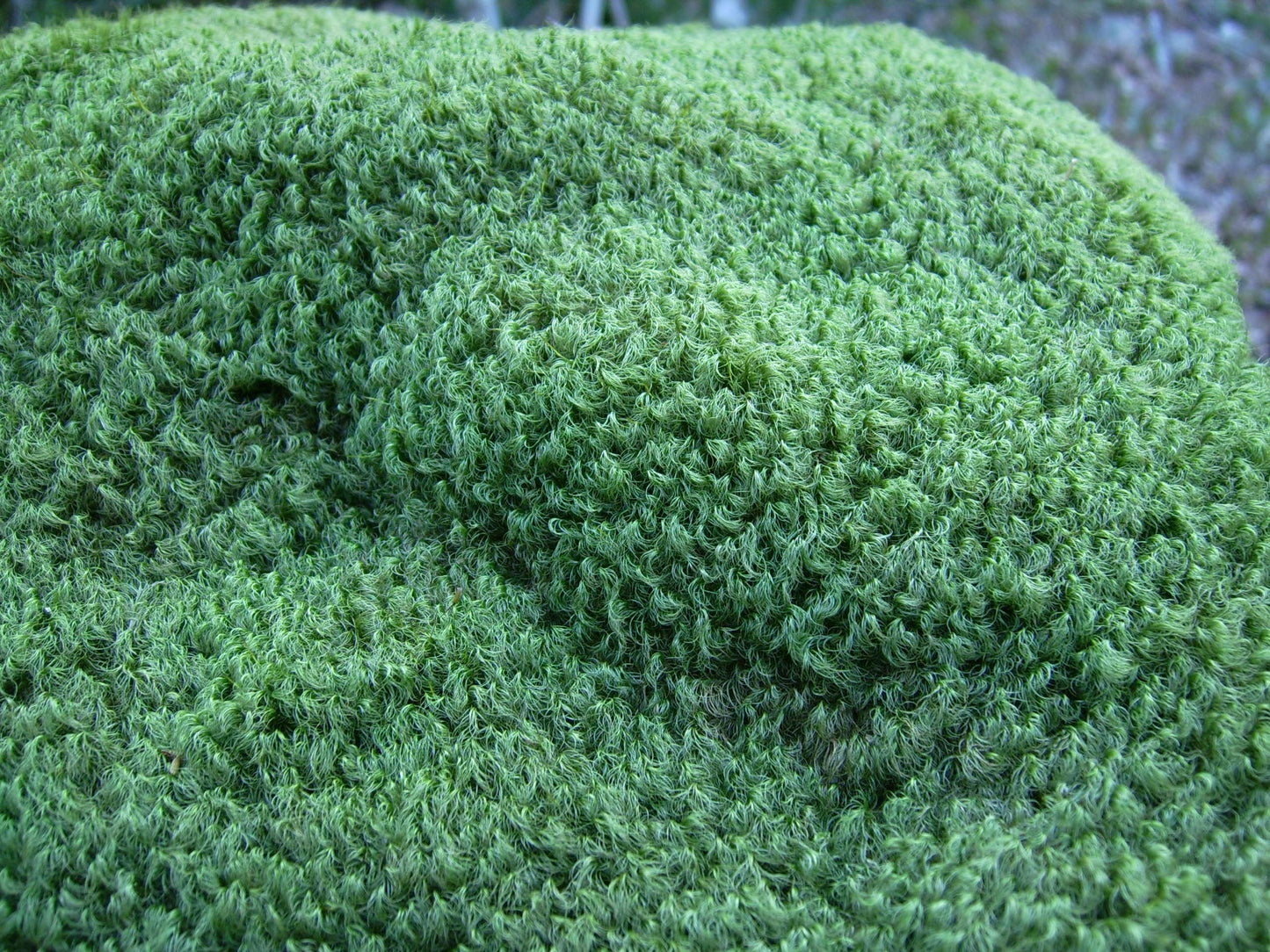 cushion terrarium mood moss Dicranum Scoparium, with Phytosanitary certification and Passport, grown by moss supplier