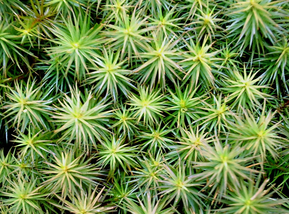 Terrarium moss 15cm tall Polytrichum juniperinum moss with Phytosanitary certification and Passport, grown by moss supplier