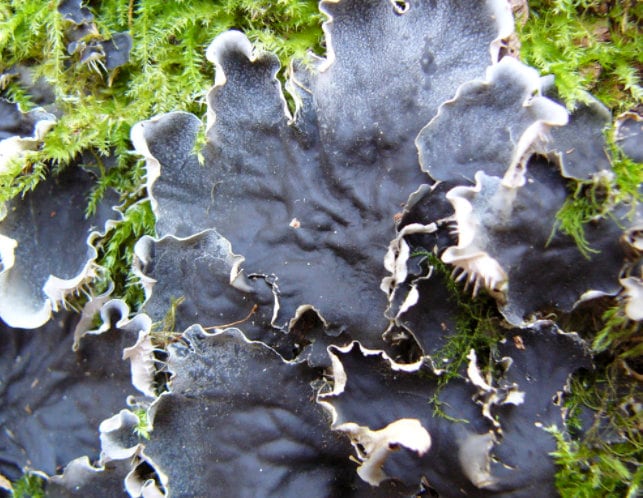 Terrarium Beautiful Felt Lichen AKA Peltigera praetextata with Phytosanitary certification and Passport, grown by moss supplier