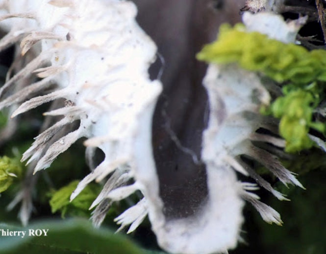 Terrarium Beautiful Felt Lichen AKA Peltigera praetextata with Phytosanitary certification and Passport, grown by moss supplier