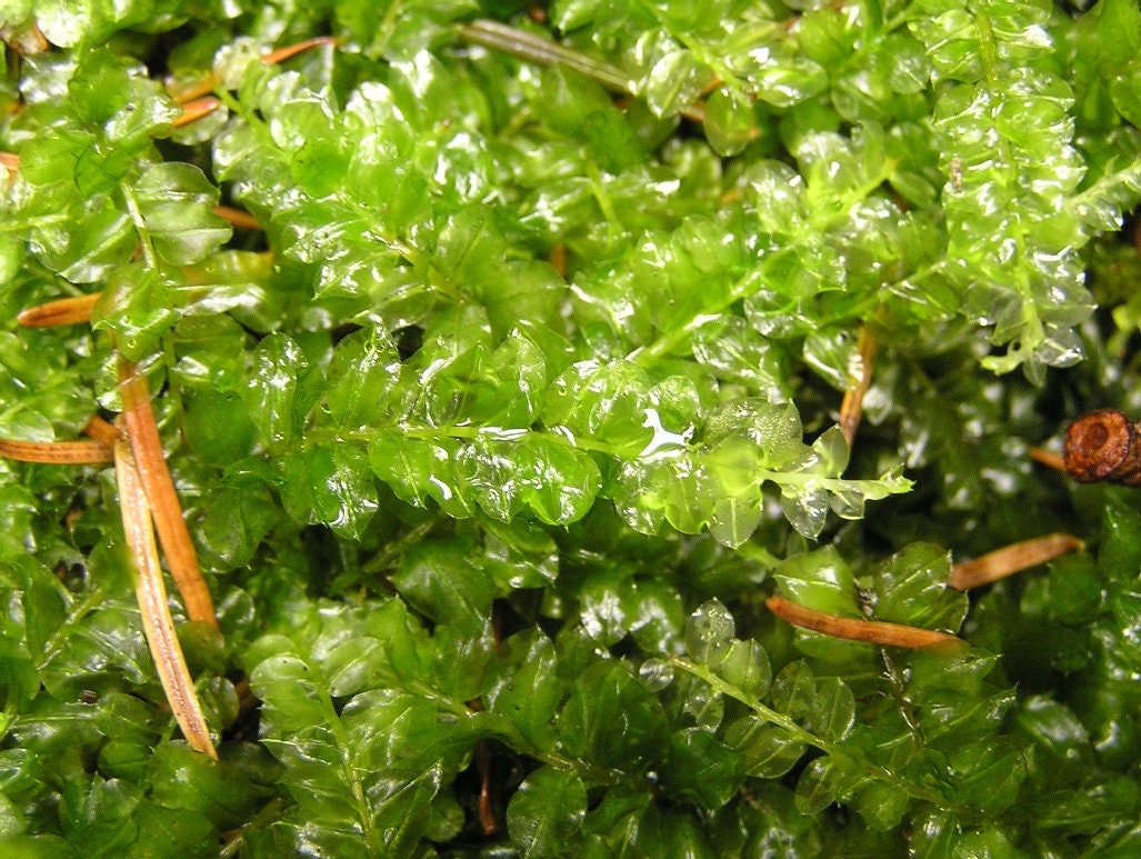 Terrarium Pearl moss, Plagiomnium affine with Phytosanitary certification and Passport, grown by moss supplier