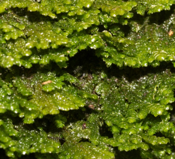 Terrarium liverwort Porella platyphylla with Phytosanitary certification and Passport, grown by moss supplier