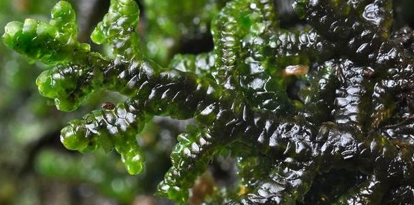 Terrarium liverwort Porella platyphylla with Phytosanitary certification and Passport, grown by moss supplier