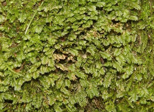 Terrarium liverwort Plagiochila porelloides liverwort carpets with Phytosanitary certification and Passport, grown by moss supplier