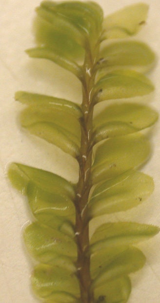 Terrarium liverwort Plagiochila porelloides liverwort carpets with Phytosanitary certification and Passport, grown by moss supplier