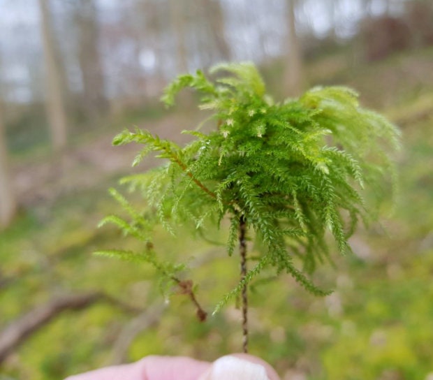 Tree moss terrarium moss Thamnobryum alopecurum moss with Phytosanitary certification and Passport, grown by moss supplier