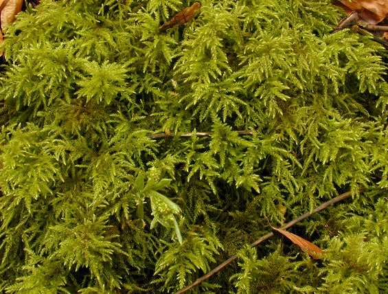 Tree moss terrarium moss Thamnobryum alopecurum moss with Phytosanitary certification and Passport, grown by moss supplier