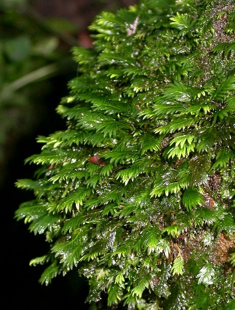 Terrarium moss Fissidens bryoides with Phytosanitary certification and Passport, grown by moss supplier