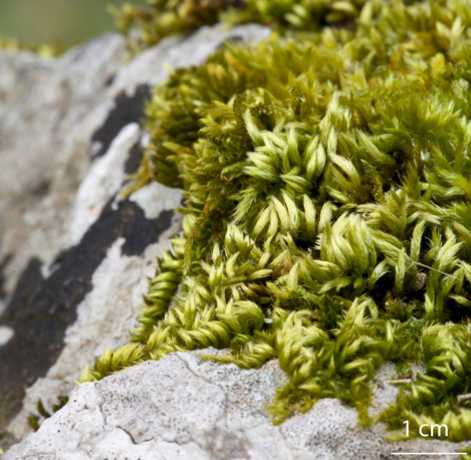 Terrarium silky soft moss Homalothecium sericeum with Phytosanitary certification and Passport, grown by moss supplier