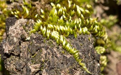 Terrarium silky soft moss Homalothecium sericeum with Phytosanitary certification and Passport, grown by moss supplier