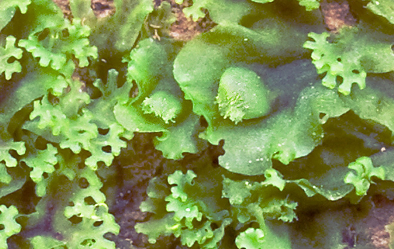 Terrarium Liverwort Endiviifolia with Phytosanitary certification and Passport, grown by moss supplier