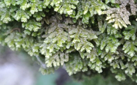 Terrarium liverwort Porella platyphylla with Phytosanitary certification and Passport, grown by moss supplier
