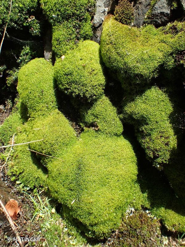 Carpeting terrarium Rock moss Amphidium mougeotii with Phytosanitary certification and Passport, grown by moss supplier