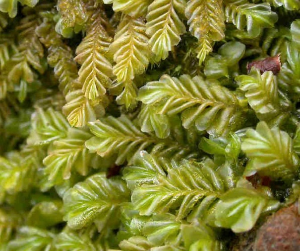 Terrarium liverwort Plagiochila porelloides liverwort carpets with Phytosanitary certification and Passport, grown by moss supplier