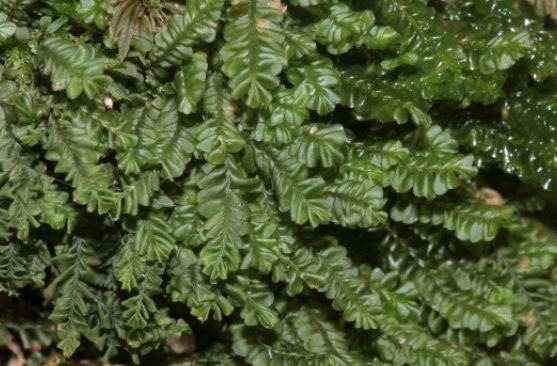 Terrarium liverwort Plagiochila porelloides liverwort carpets with Phytosanitary certification and Passport, grown by moss supplier