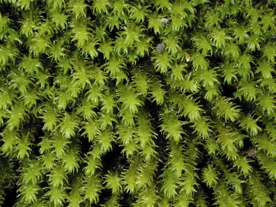 Terrarium moss Hanging moss, Anomodon viticulosus with Phytosanitary certification and Passport, grown by moss supplier