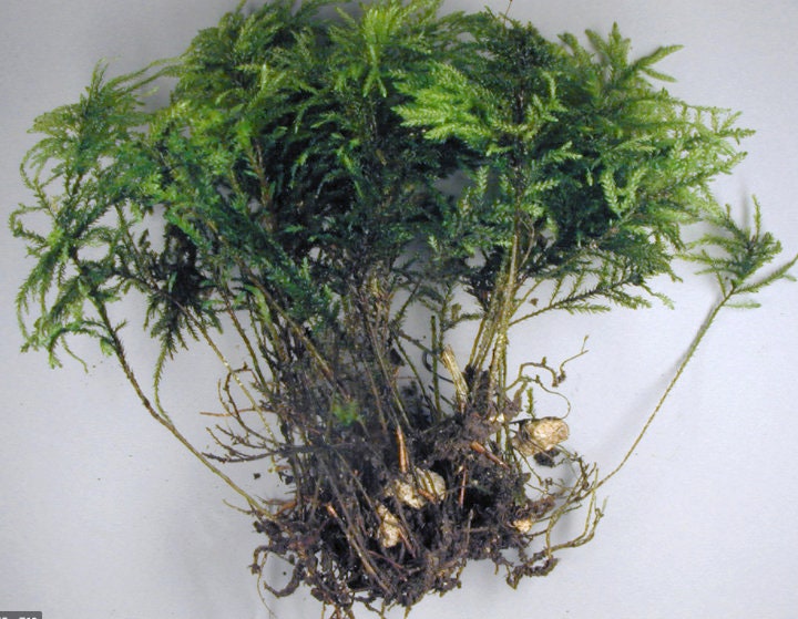 Tree moss terrarium moss Thamnobryum alopecurum moss with Phytosanitary certification and Passport, grown by moss supplier