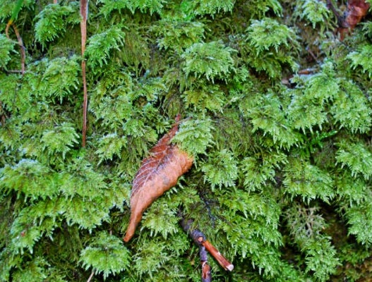 Tree moss terrarium moss Thamnobryum alopecurum moss with Phytosanitary certification and Passport, grown by moss supplier