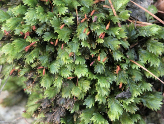 Terrarium moss Fissidens bryoides with Phytosanitary certification and Passport, grown by moss supplier