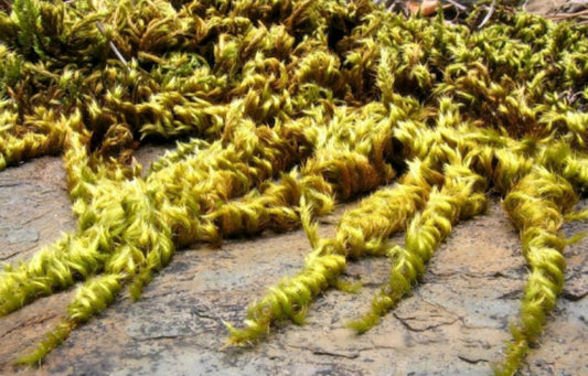 Terrarium silky soft moss Homalothecium sericeum with Phytosanitary certification and Passport, grown by moss supplier
