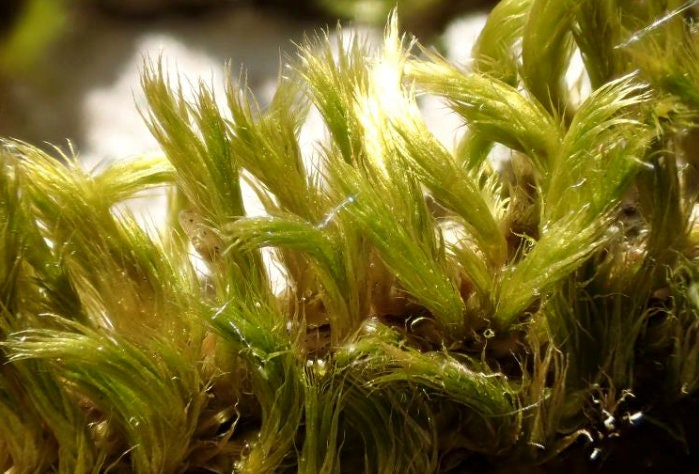 Terrarium silky soft moss Homalothecium sericeum with Phytosanitary certification and Passport, grown by moss supplier