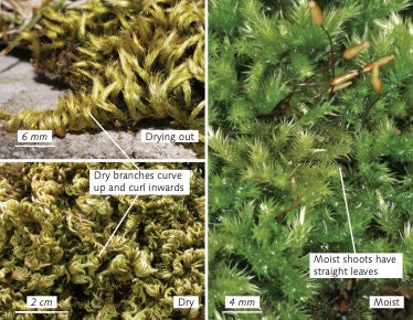 Terrarium silky soft moss Homalothecium sericeum with Phytosanitary certification and Passport, grown by moss supplier