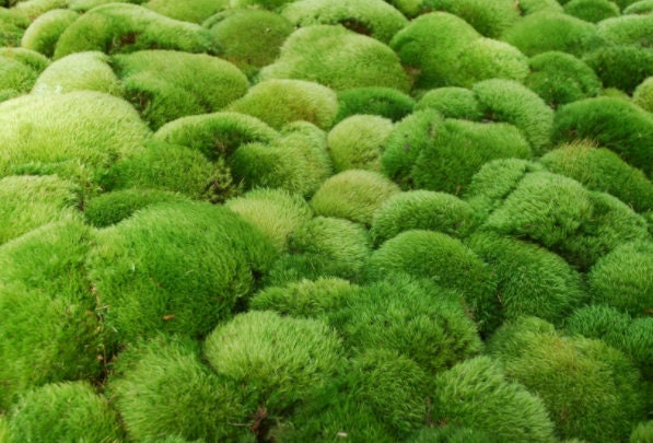 cushion terrarium mood moss Dicranum Scoparium, with Phytosanitary certification and Passport, grown by moss supplier