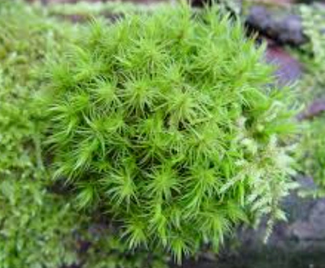 cushion terrarium mood moss Dicranum Scoparium, with Phytosanitary certification and Passport, grown by moss supplier