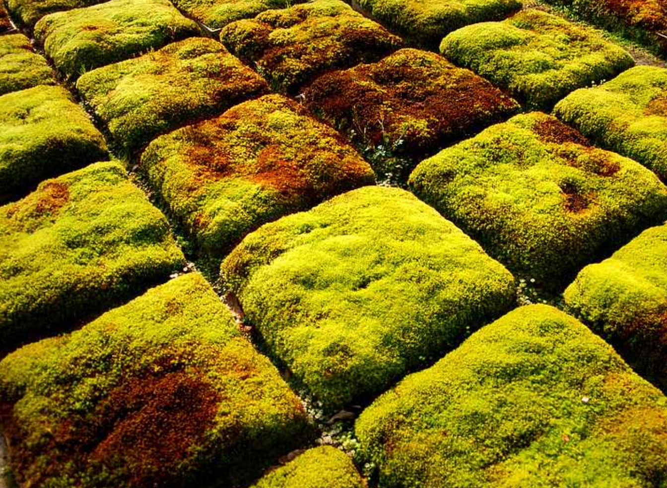 Terrarium moss Pohlia nutans with Phytosanitary certification and Passport, grown by moss supplier