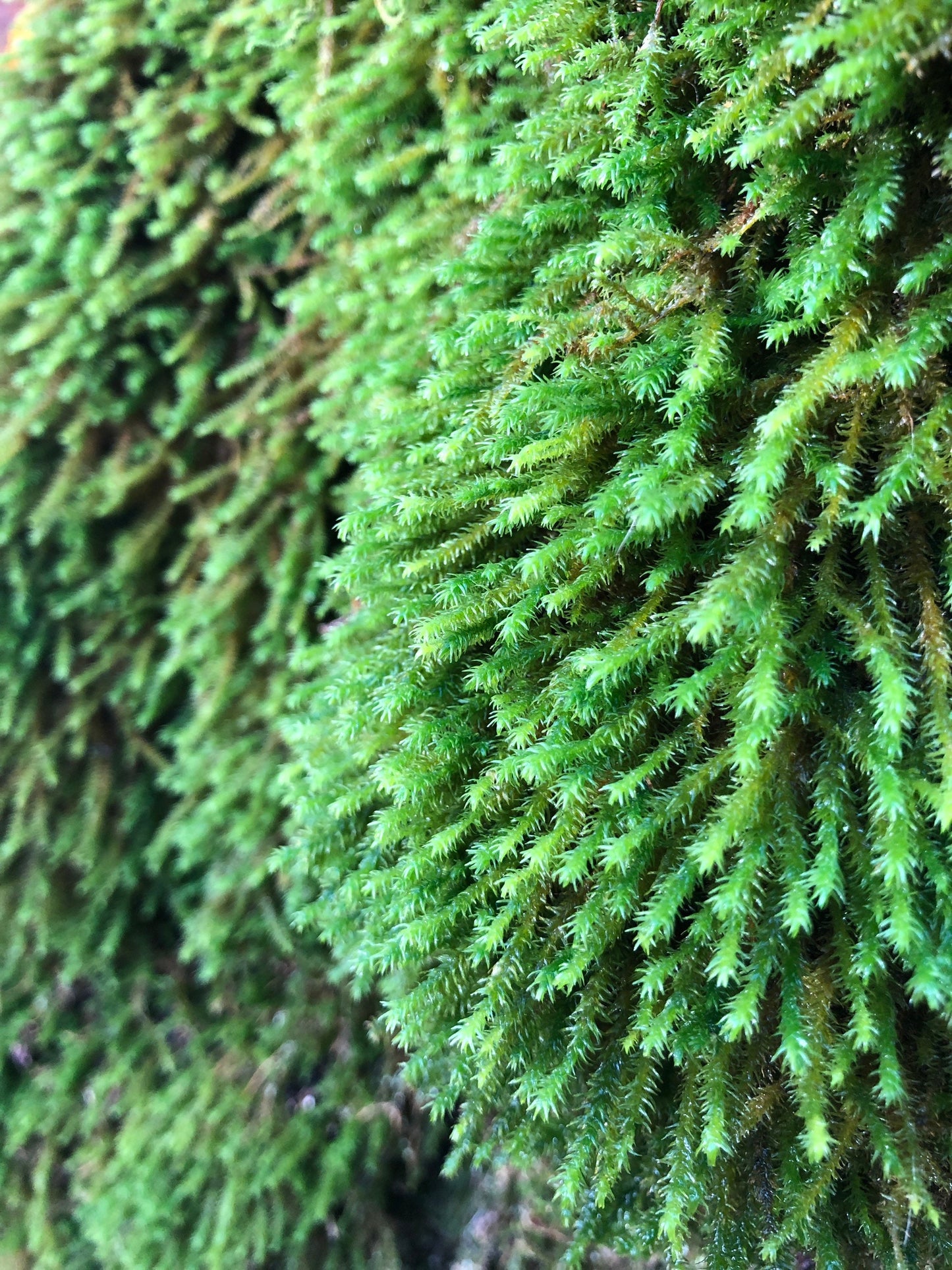 Terrarium moss Hanging moss, Anomodon viticulosus with Phytosanitary certification and Passport, grown by moss supplier