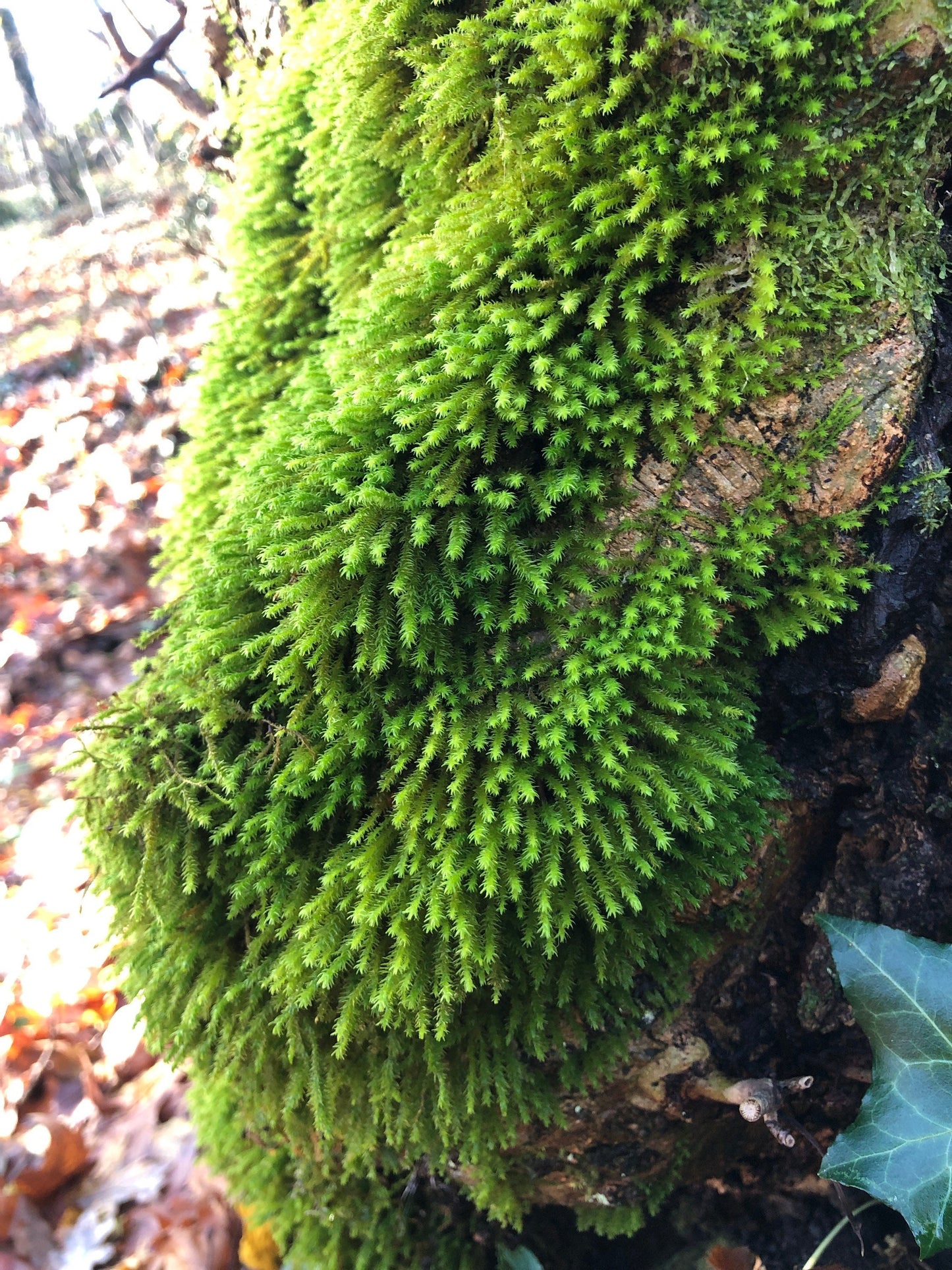 Terrarium moss Hanging moss, Anomodon viticulosus with Phytosanitary certification and Passport, grown by moss supplier