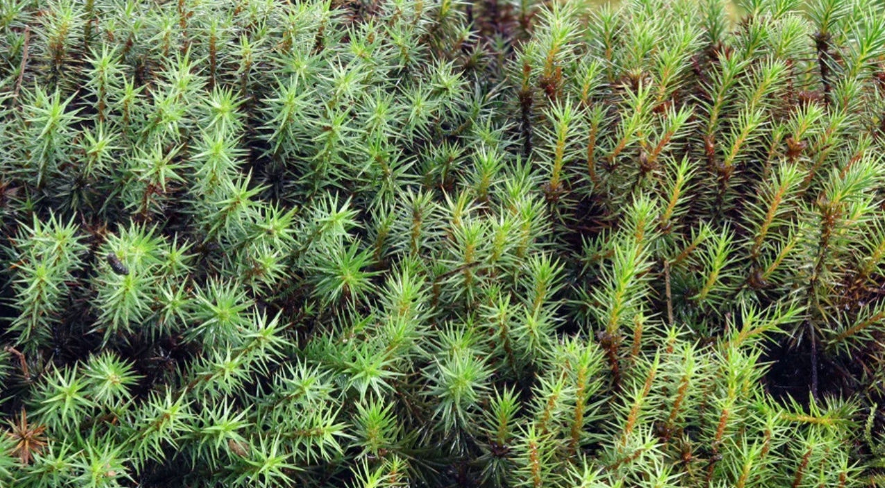 Terrarium moss 15cm tall Polytrichum juniperinum moss with Phytosanitary certification and Passport, grown by moss supplier