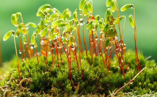 Terrarium moss Pohlia nutans with Phytosanitary certification and Passport, grown by moss supplier