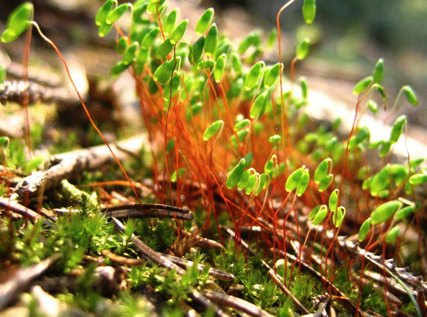 Terrarium moss Pohlia nutans with Phytosanitary certification and Passport, grown by moss supplier