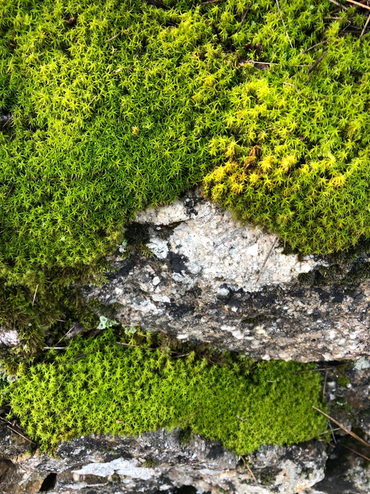 Carpeting terrarium Rock moss Amphidium mougeotii with Phytosanitary certification and Passport, grown by moss supplier