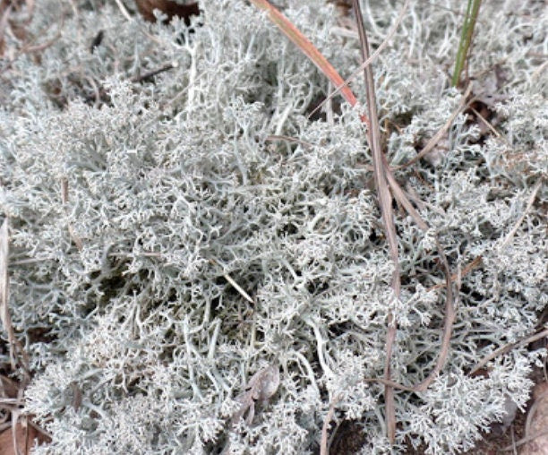 living Raindeer lichen with Phytosanitary certification and Passport, grown by moss supplier