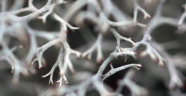 living Raindeer lichen with Phytosanitary certification and Passport, grown by moss supplier