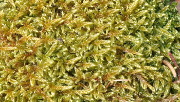 Terrarium Sheet moss AKA Hypnum cupressiforme with Phytosanitary certification and Passport, grown by moss supplier