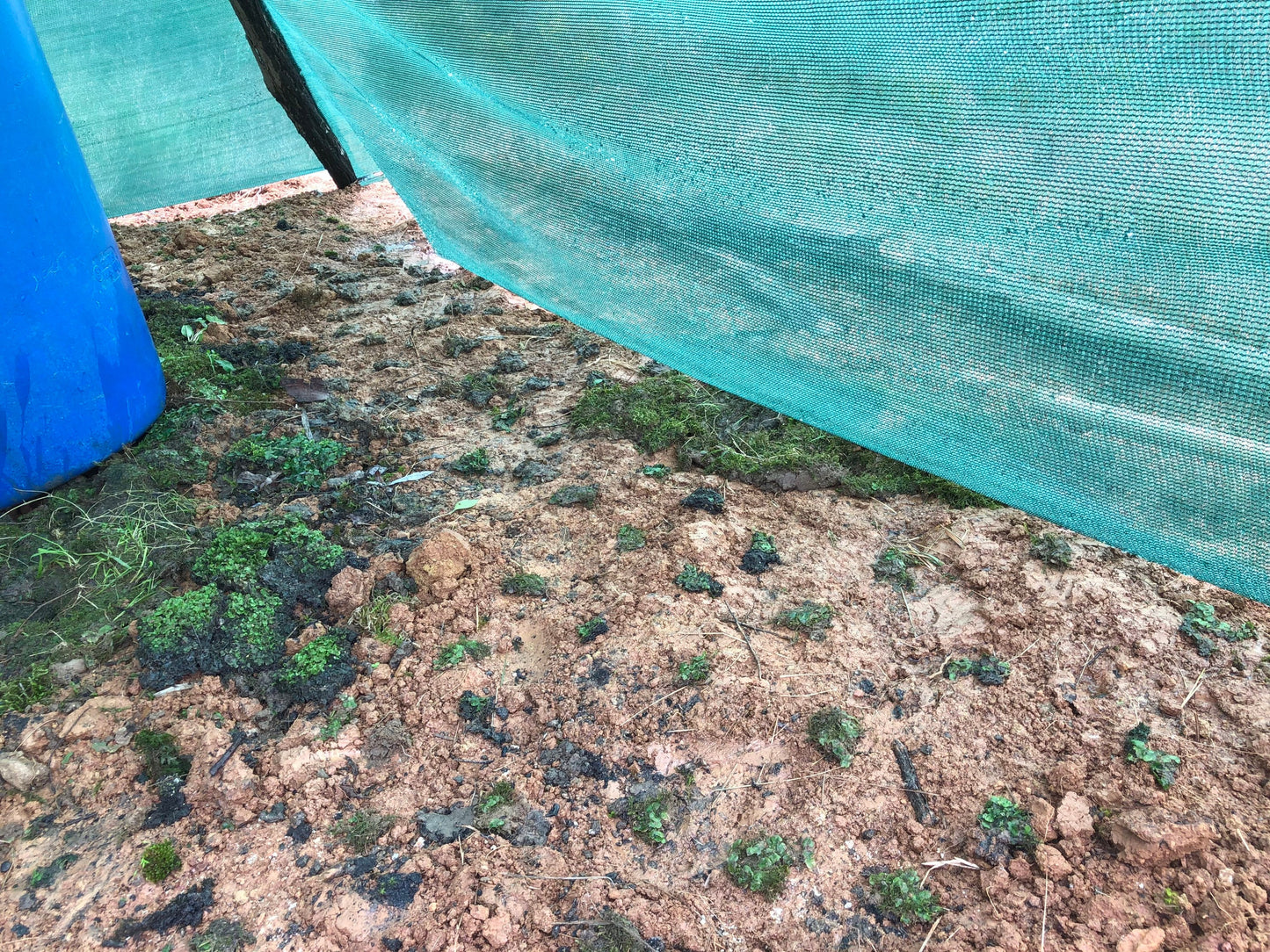 Oldest living land plants! Liverwort Lunularia cruciata carpet