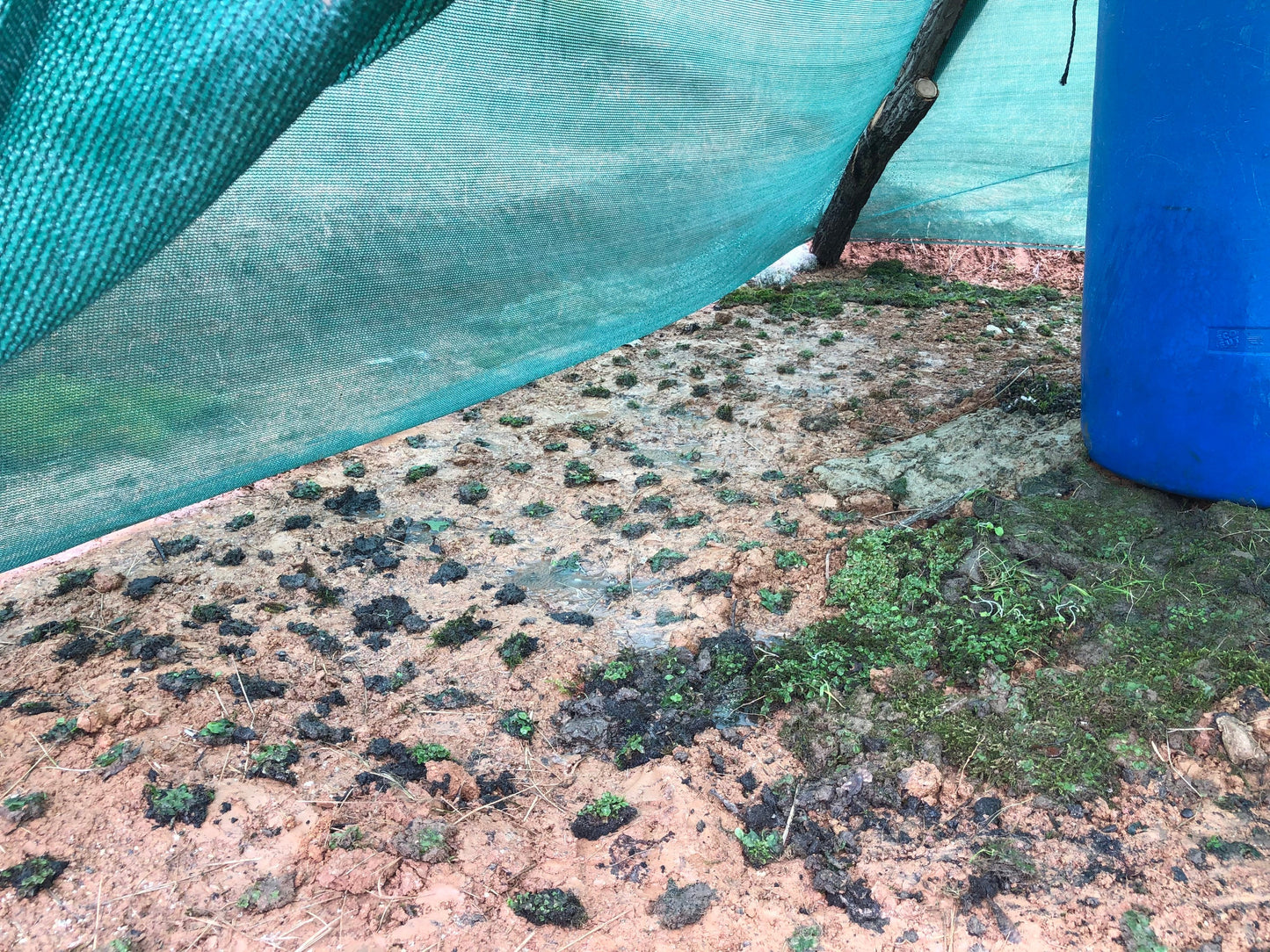 Oldest living land plants! Liverwort Lunularia cruciata carpet