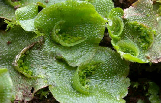 Oldest living land plants! Liverwort Lunularia cruciata carpet